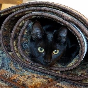 Meet your Posher, Betty